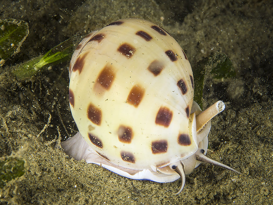 Semicassis bisulcata